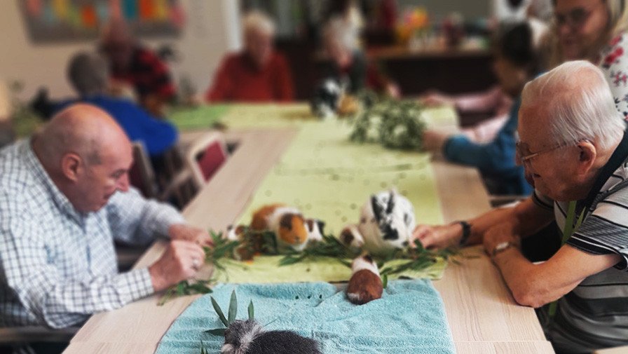 In der ProCurand Tagespflege Halle sorgten Meerschweinchen und Kaninchen für strahlende Gesichter – die Senior*innen genossen das Streicheln und Füttern der zutraulichen Tiere.