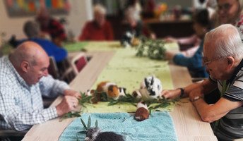 In der ProCurand Tagespflege Halle sorgten Meerschweinchen und Kaninchen für strahlende Gesichter – die Senior*innen genossen das Streicheln und Füttern der zutraulichen Tiere.