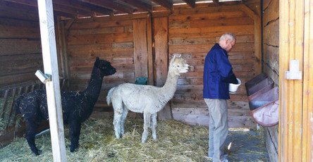 Bewohner Frank der ProCurand Seniorenresidenz Sanft am See kümmert sich mit großer Freude um die Alpakas Hugo und Eddie.