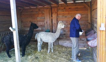 Bewohner Frank der ProCurand Seniorenresidenz Sanft am See kümmert sich mit großer Freude um die Alpakas Hugo und Eddie.