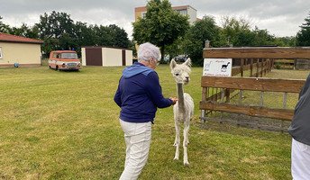 Bewohnerin füttert Eddi das Alpaka bei einem Besuch in der ProCurand Seniorenresidenz Senftenberg.