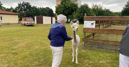 Bewohnerin füttert Eddi das Alpaka bei einem Besuch in der ProCurand Seniorenresidenz Senftenberg.