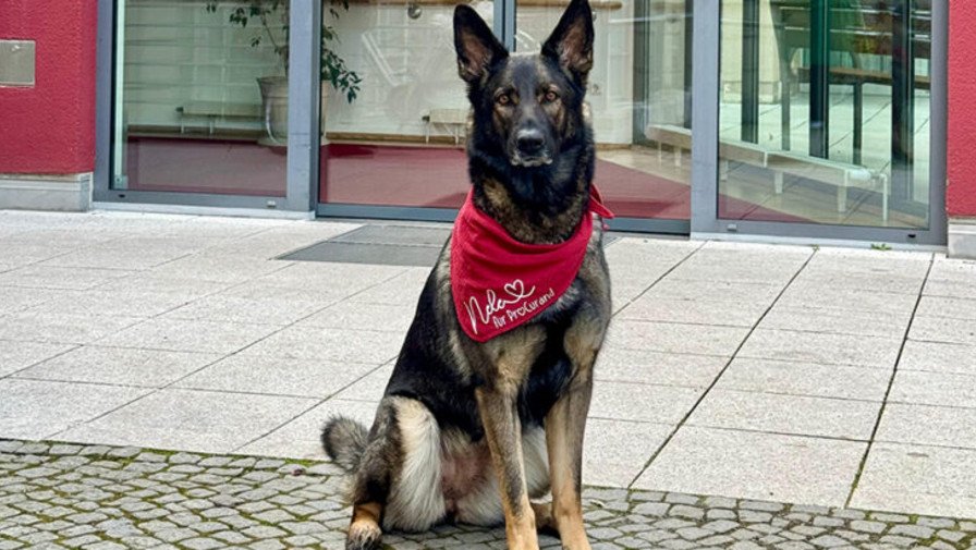 Schäferhündin Nele sitzt vor der ProCurand Seniorenresidenz Park Sanssouci und begrüßt ihren neuen Arbeitsplatz mit einem freundlichen Blick.