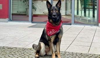 Schäferhündin Nele sitzt vor der ProCurand Seniorenresidenz Park Sanssouci und begrüßt ihren neuen Arbeitsplatz mit einem freundlichen Blick.