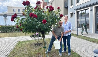 In der ProCurand Seniorenresidenz Bölschestraße kümmern sich Hannelore und Klaus Hartwig mit viel Herz um ihre Pflanzenpatenschaft – hier beim Gießen des Rhododendrons im Garten.