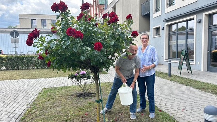 In der ProCurand Seniorenresidenz Bölschestraße kümmern sich Hannelore und Klaus Hartwig mit viel Herz um ihre Pflanzenpatenschaft – hier beim Gießen des Rhododendrons im Garten.