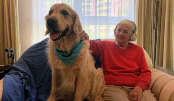 Quinn genießt die Streicheleinheiten auf der Couch in der ProCurand Seniorenresidenz Havelpalais.