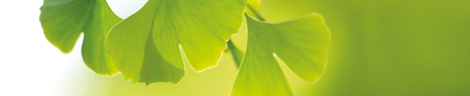 Ginkgo-Blatt, das Zeichen der ProCurand Unternehmensgruppe