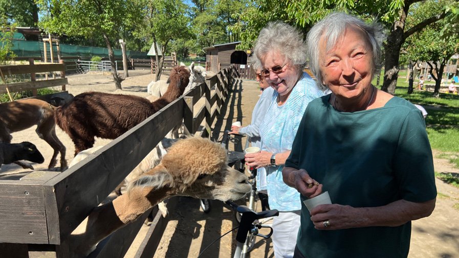 Bewohner*innen der Seniorenresidenz Bölschestraße mit Alpakas auf dem Bauernhof Mümmelmann