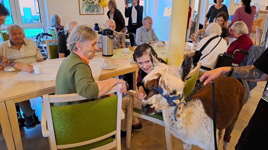 Herzliche Begegnungen drinnen – Senior*innen und Kinder sitzen an den liebevoll gedeckten Tischen, während ein Alpaka näherkommt, um gestreichelt zu werden. Freude und Neugier stehen in den Gesichtern aller, die den tierischen Besucher willkommen heißen.
