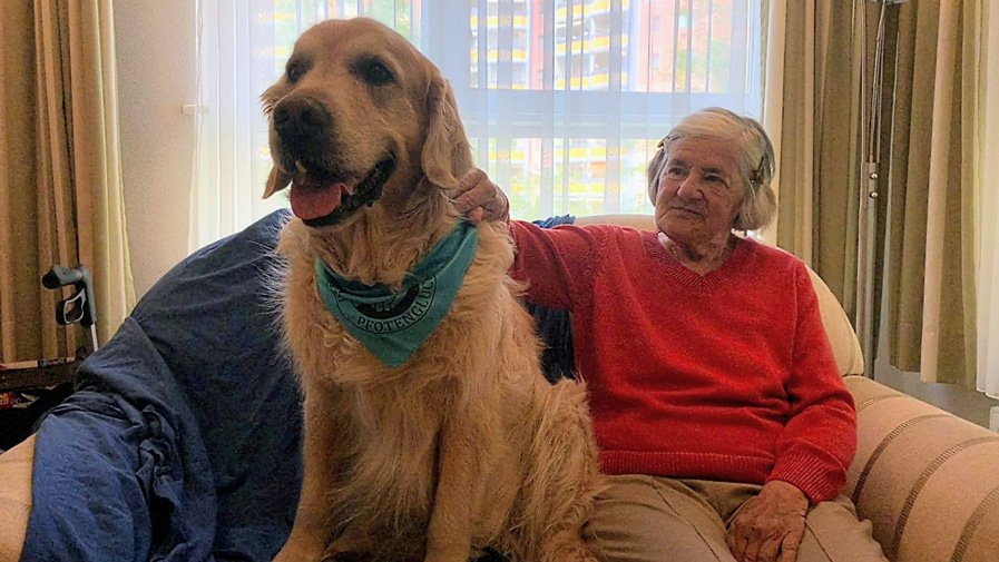 Quinn genießt die Streicheleinheiten auf der Couch in der ProCurand Seniorenresidenz Havelpalais.