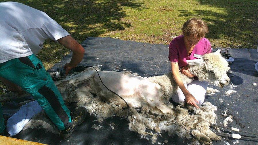 In der ProCurand Seniorenresidenz Sanft am See in Senftenberg wird Alpaka Eddi fachmännisch von Scherer Achim Winkler geschoren.