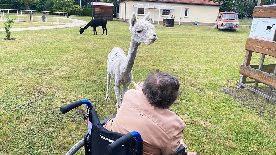 Auch im Rollstuhl sitzend genießt eine Bewohnerin den Kontakt zu Eddi, einem der Alpakas am Standort Senftenberg.