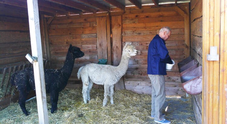 Bewohner Frank der ProCurand Seniorenresidenz Sanft am See kümmert sich mit großer Freude um die Alpakas Hugo und Eddie.