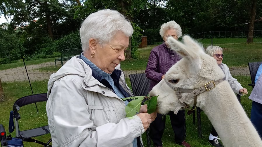 In der Alpakas ProCurand Seniorenresidenz Am Straussee waren Alpakas zu Besuch